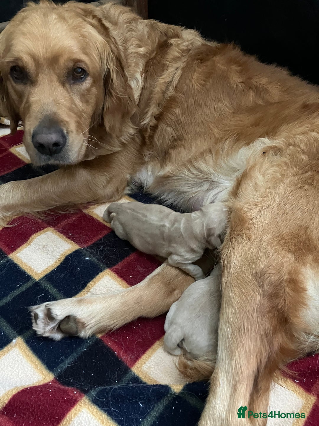 Golden Retriever dogs for sale: KC Registered Golden Retriever Male Ready  24/12 - Advert 10