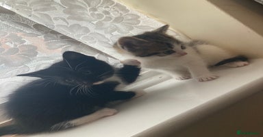 Bengal cats - Advert 10