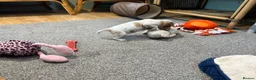 Cocker Spaniel dogs for sale: Beautiful orange roan show type cocker spaniels - Advert 20