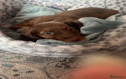 Miniature Dachshund dogs for sale:  KcReg Long Haired Miniature Dachshund Dapper  - Image 14