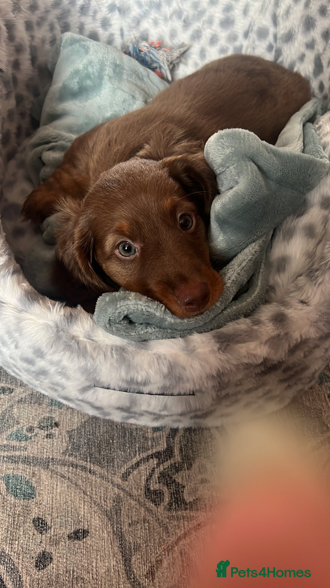 Miniature Dachshund dogs for sale:  KcReg Long Haired Miniature Dachshund Dapper  - Image 14