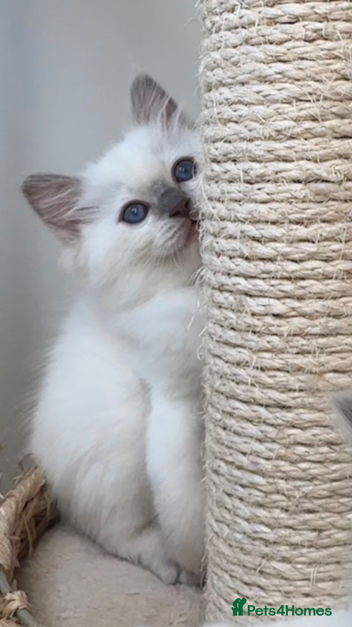 Ragdoll cats GCCF / European bloodline ragdoll kittens  - Advert 2
