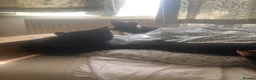 Domestic Shorthair cats for sale: 6 beautiful kittens is ready to go - Advert 4