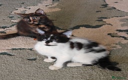 Domestic Shorthair cats for sale: Cute playful family Kittens and mother  - Image 2