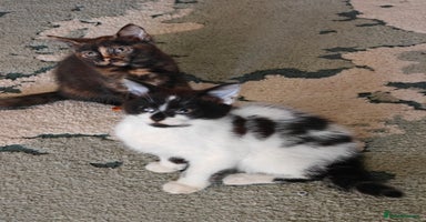 Domestic Shorthair cats - Advert 13