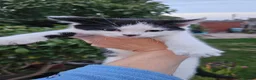 Domestic Shorthair cats for sale: Kittens  - Advert 3