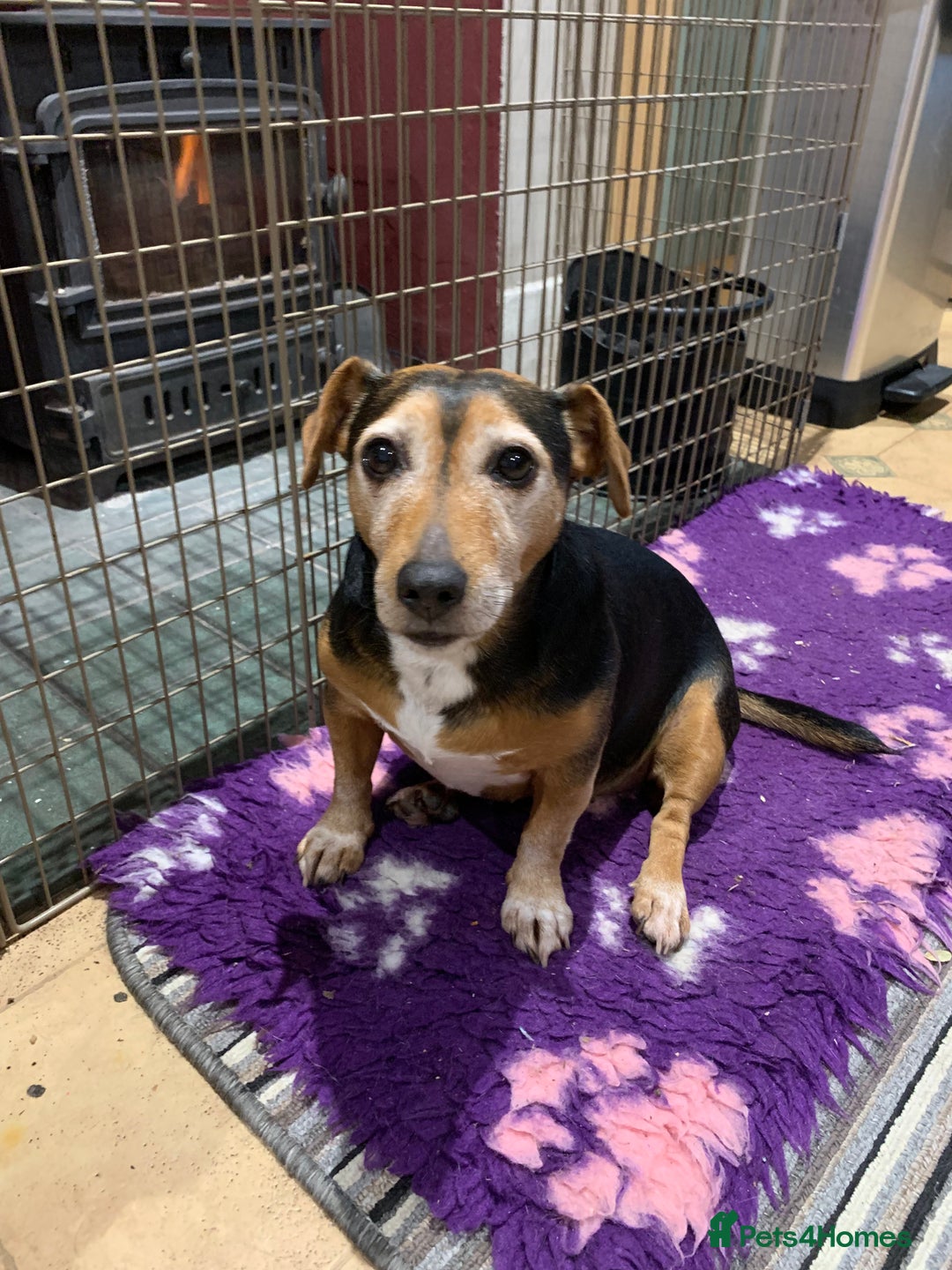 Mixed Breed dogs for sale: Jack Russell cross - Advert 4