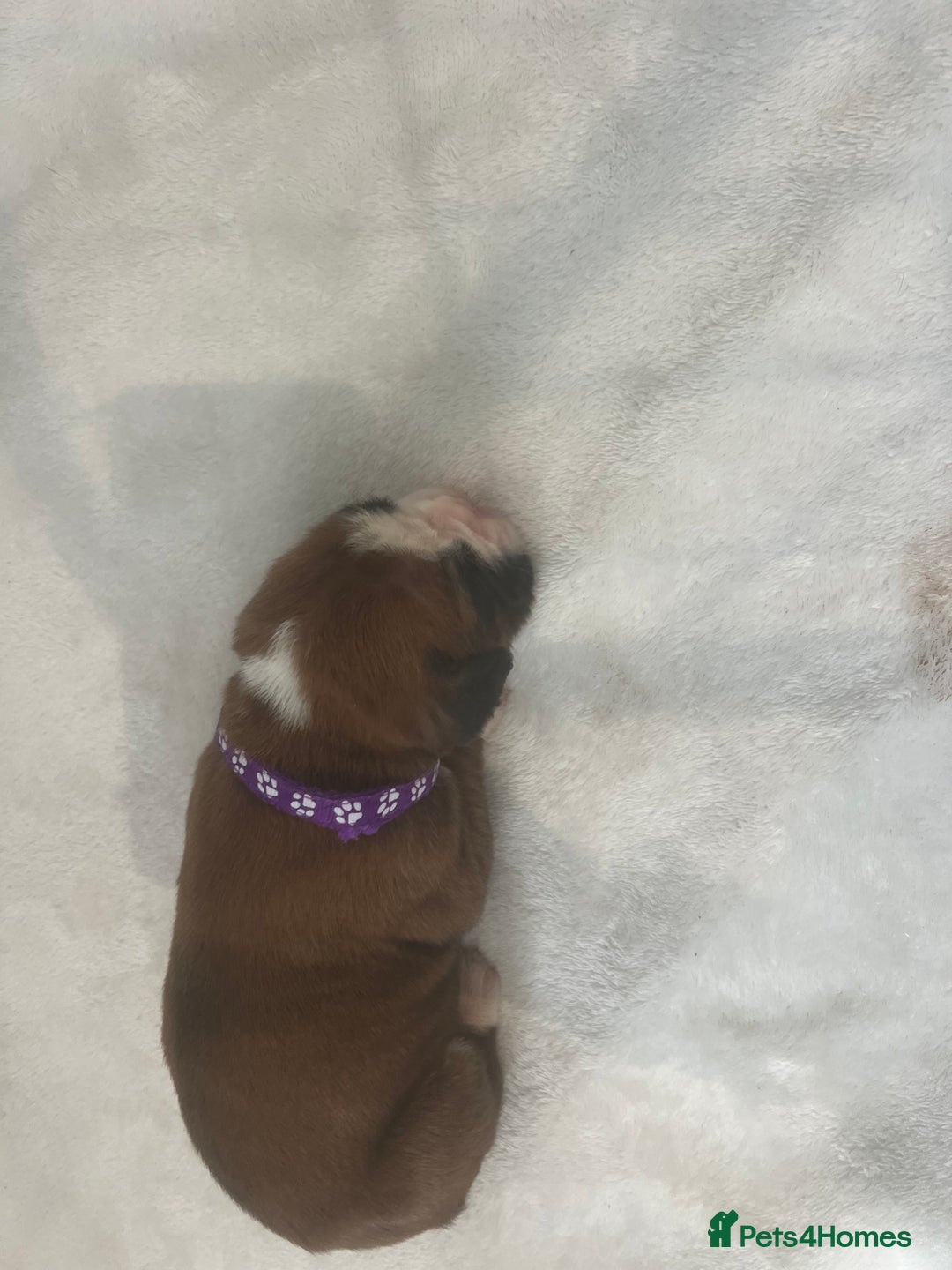 Boxer dogs for sale: Stunning Kc Boxer Puppies - Image 27
