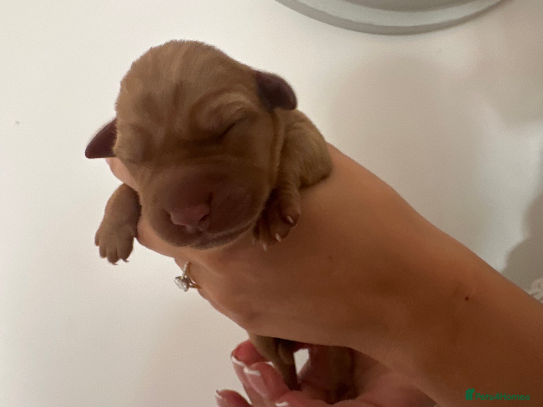 Labrador Retriever dogs for sale: Working Class Fox Red Labs  - Image 5