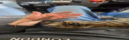 Skink reptiles for sale: 1yo male pink tounge skink  - Advert 6