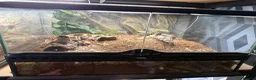 Tarantulas invertebrates for sale: 5 tarantulas for sale. Complete with enclosure in Bootle - Advert 4