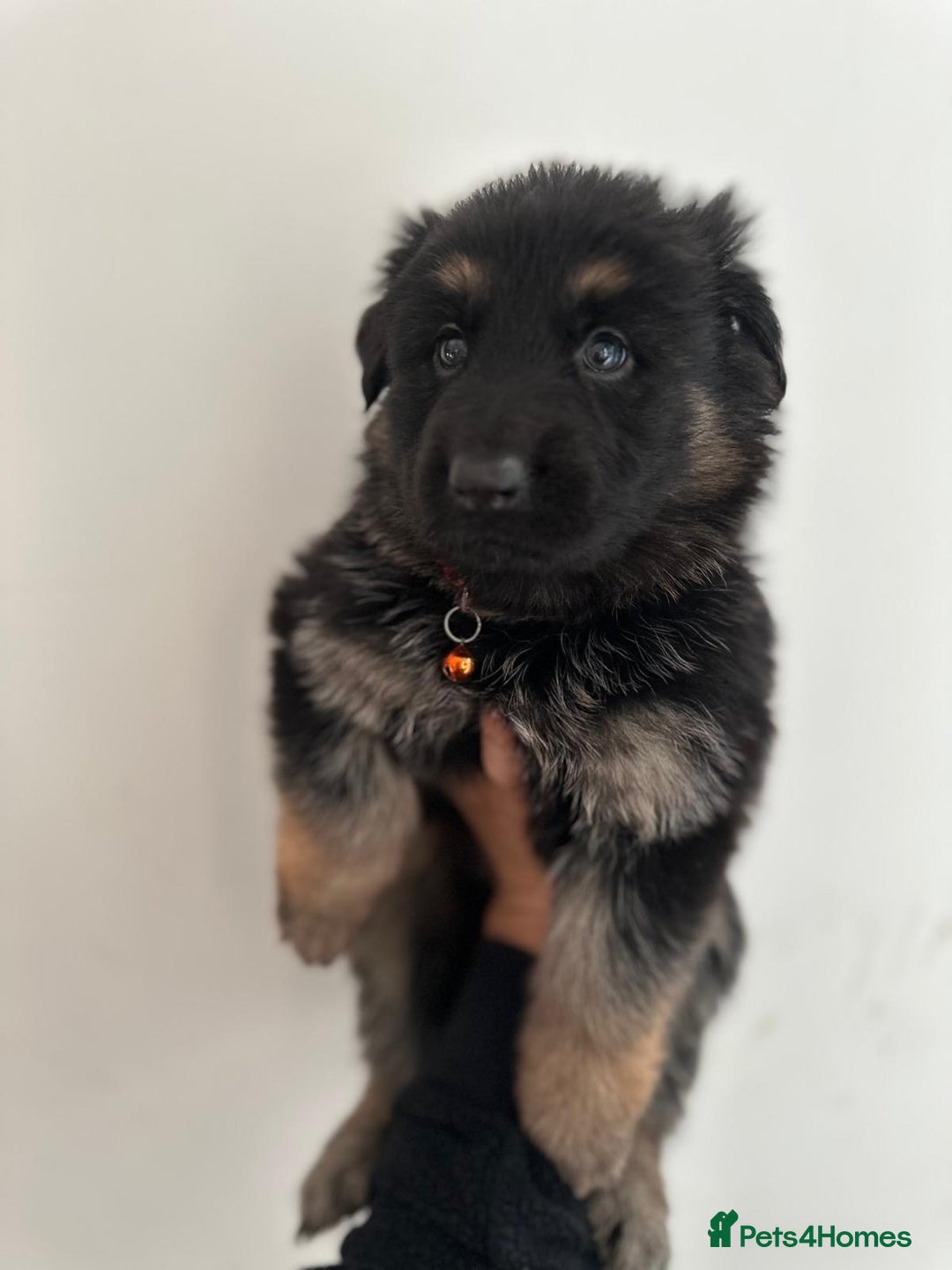 German Shepherd dogs for sale: READY TO LEAVE German shepherd puppies - Advert 9