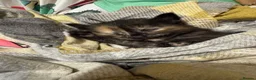 Mixed Breed cats for sale: Purrfectly adorable kittens - Advert 3
