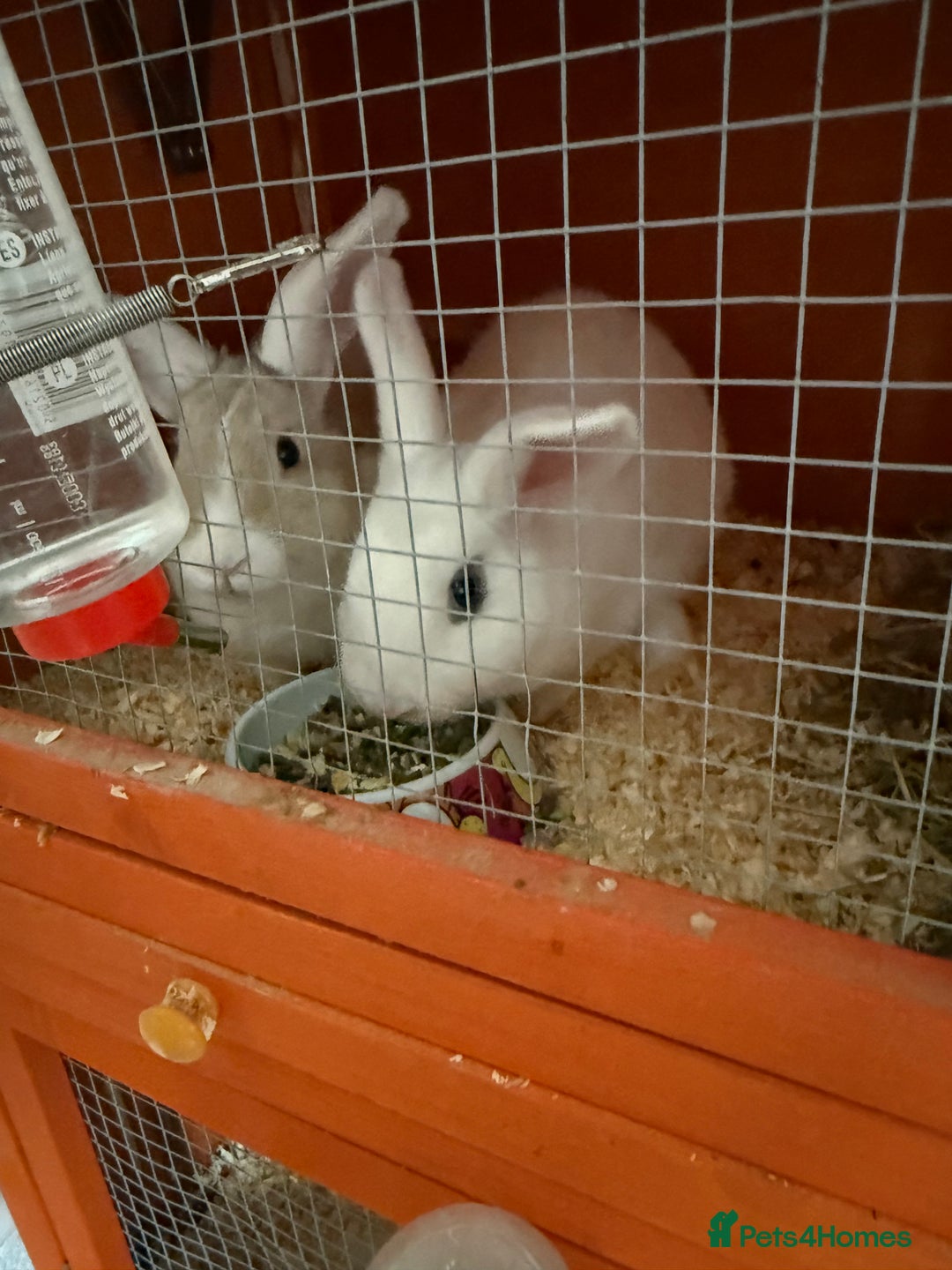 Mini Lion Lop rabbits for sale: Lion head lops - Advert 3