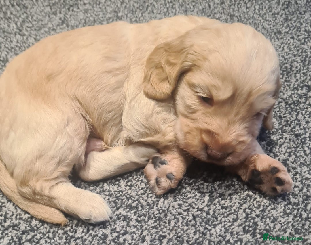 Cockapoo dogs for sale: Cockerpoo - Image 6