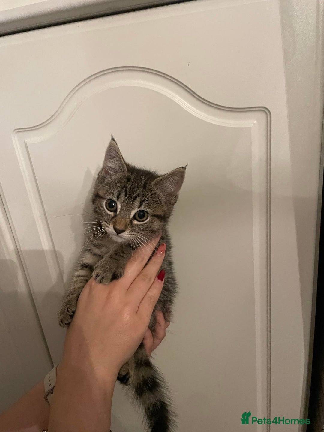 Mixed Breed cats for sale: Beautiful kittens 3 female  - Image 7