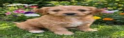 Cavapoo dogs for sale: Beautiful f1b cavapoo  - Advert 4