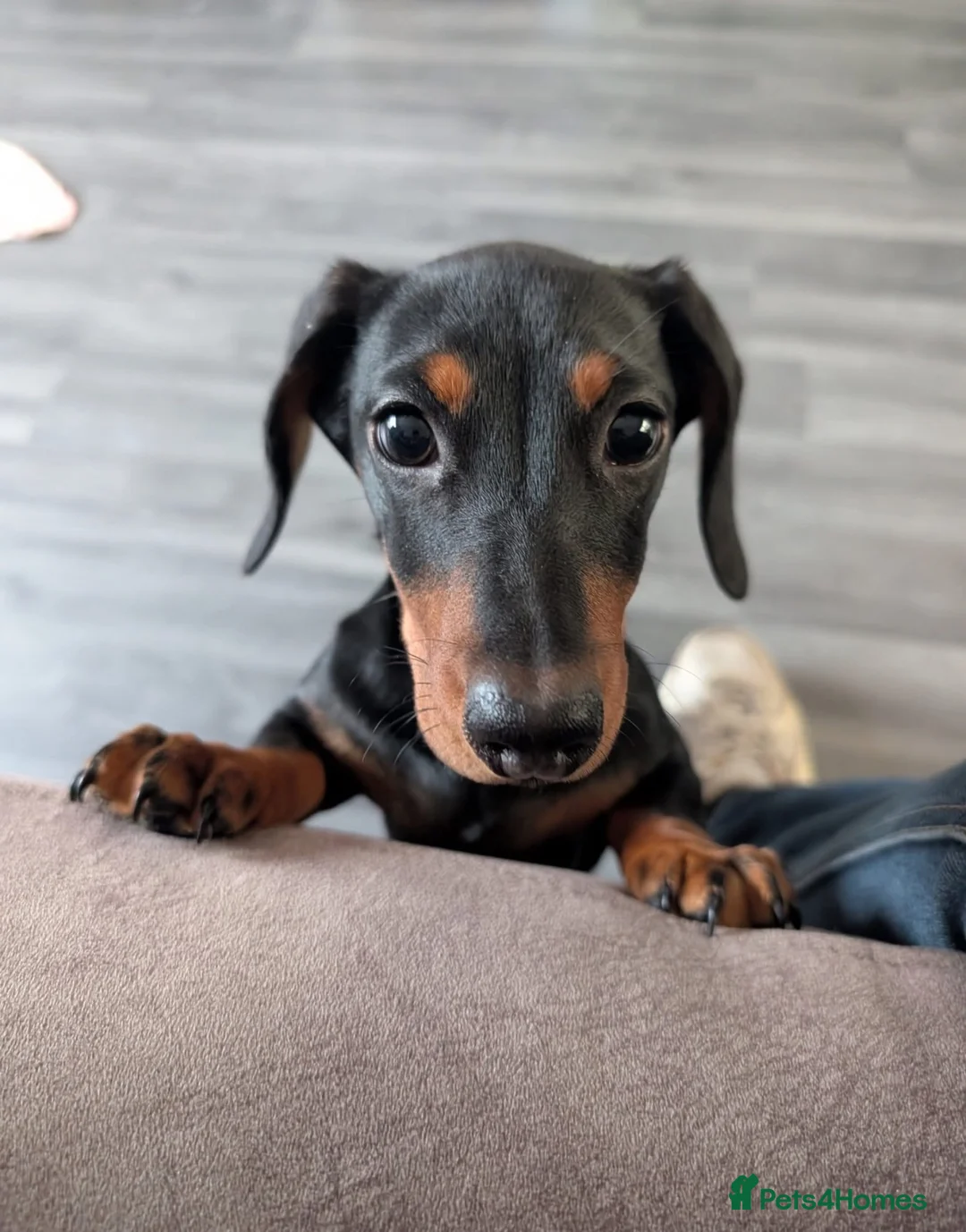 Miniature Dachshund dogs for sale: Miniature dachshund  in Hyde - Advert 1