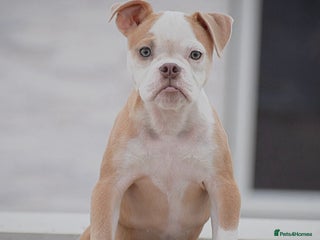 Old Tyme Bulldog dogs - Advert 10