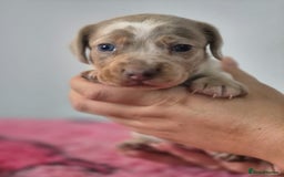 Miniature Dachshund dogs for sale: KC Registered Miniature Dachshund  - Image 22