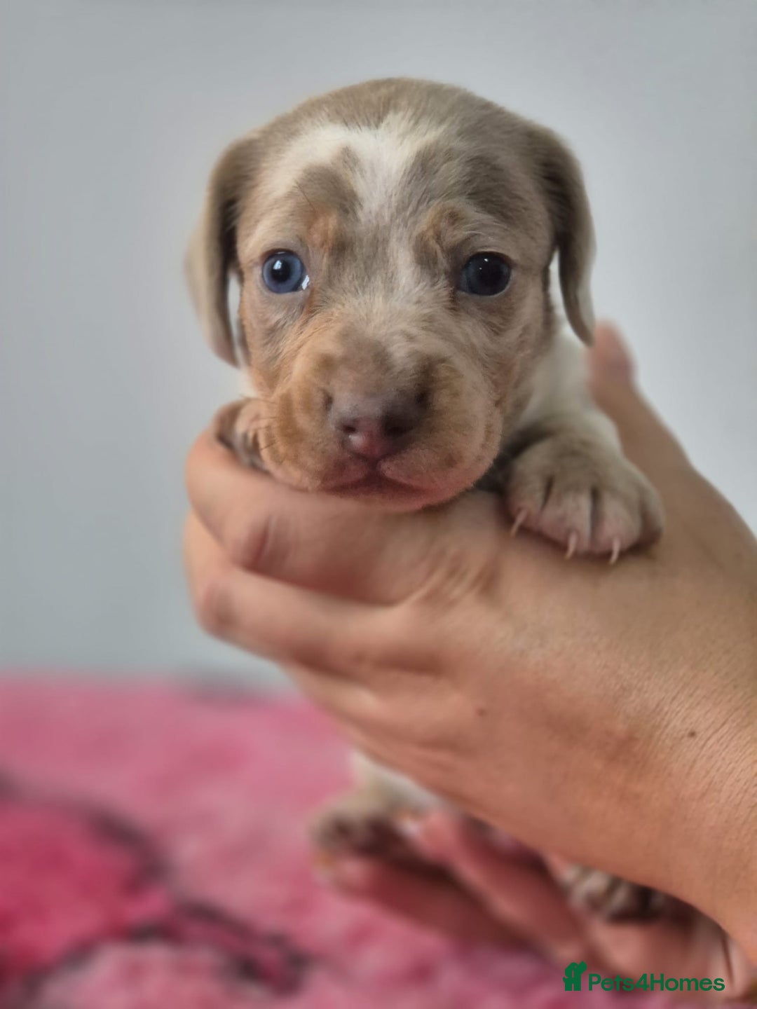 Miniature Dachshund dogs for sale: KC Registered Miniature Dachshund  - Image 22