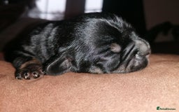 Mixed Breed dogs for sale: Bulldog x Mini Dachund - Image 5