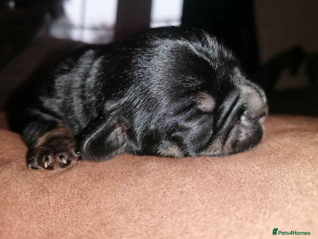 Mixed Breed dogs for sale: Bulldog x Mini Dachund - Image 5