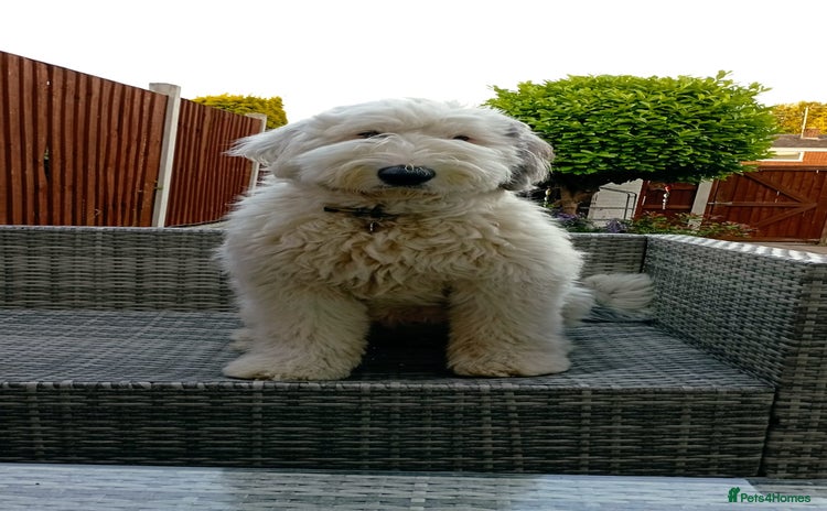 Sheepadoodle dogs - Advert 1