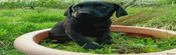 Labrador Retriever dogs for sale: Labrador puppies  in Keith - Advert 1
