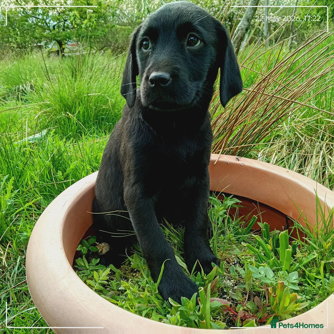 Labrador Retriever dogs for sale: Labrador puppies  in Keith - Advert 1