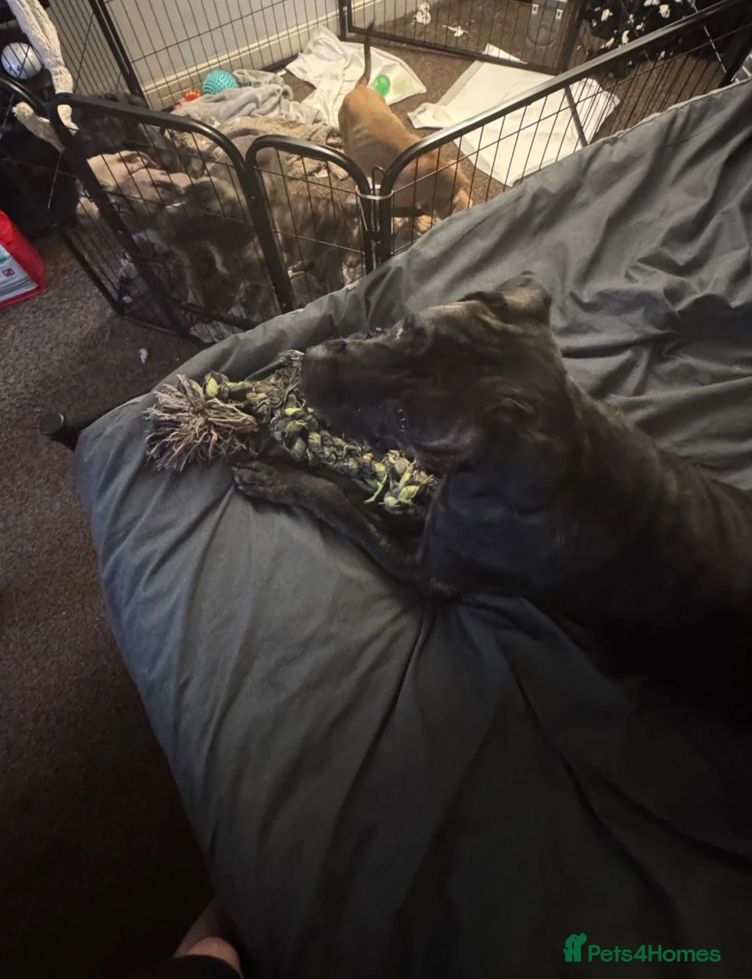 Mixed Breed dogs for sale: Cane corso cross  - Advert 1