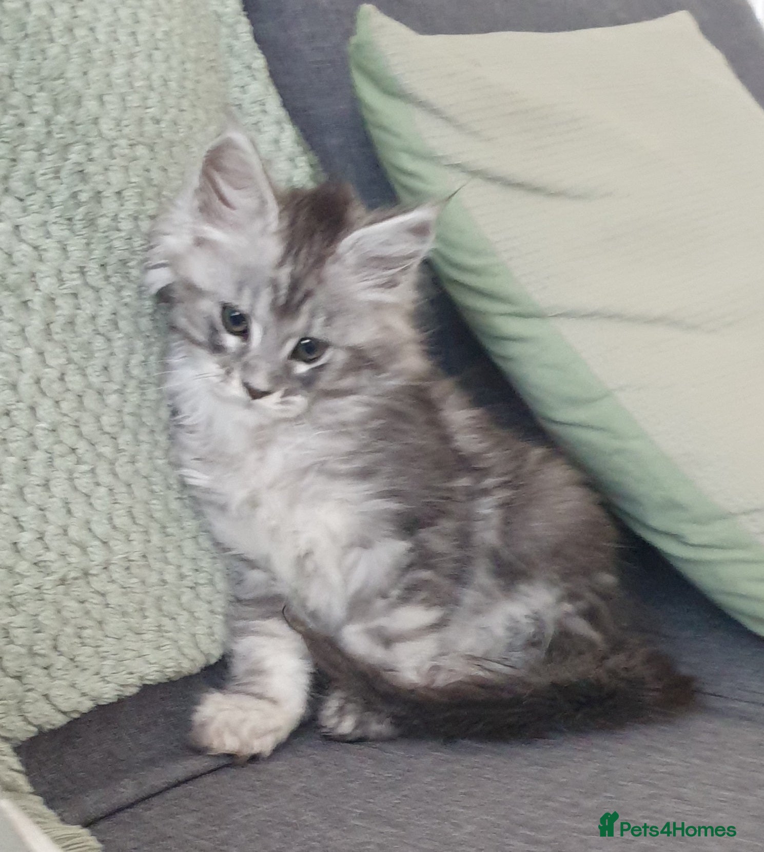 Maine Coon cats Tica registered Maine Coons  - Advert 2