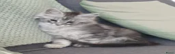 Maine Coon cats for sale: Tica registered Maine Coons  - Advert 2