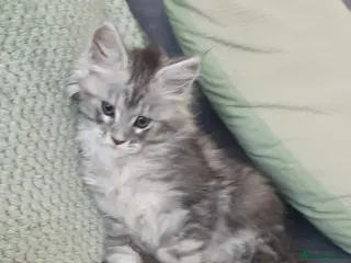 Maine Coon cats Tica registered Maine Coons - Advert 2
