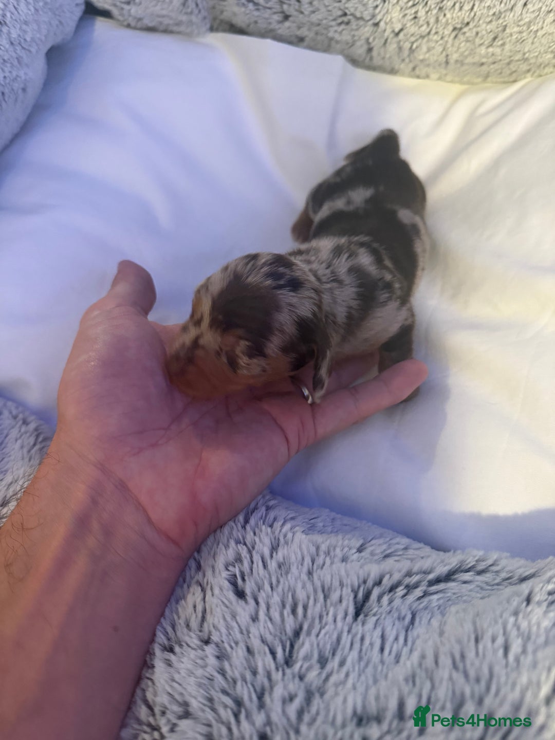 Dachshund dogs for sale: Dapple Dachshund Puppies - Image 25