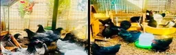 Chickens poultry for sale: 🌸🐔Updated 26th July - POINT OF LAY CHICKENS 🐔🌸 - Advert 13