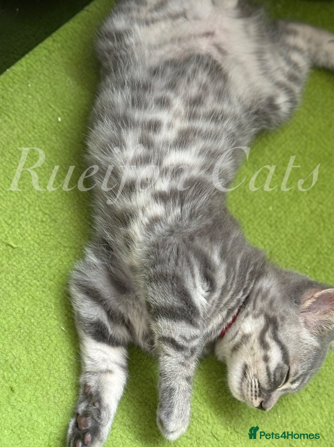 British Shorthair cats for sale: LAST British shorthair kitten GCCF registered - Image 2