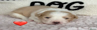 Red Collar Female