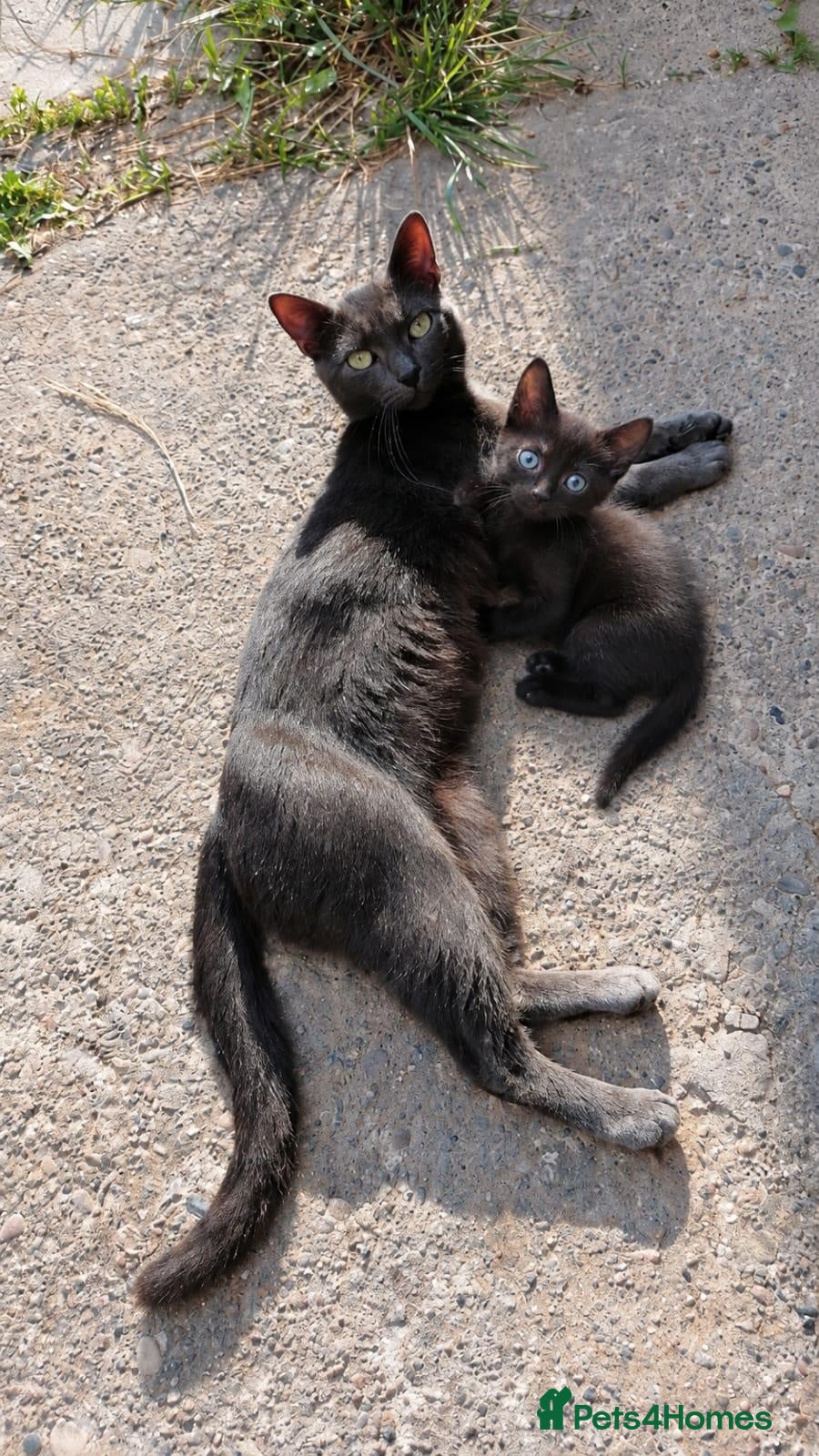 Bombay cats Bombay kitten - Advert 1