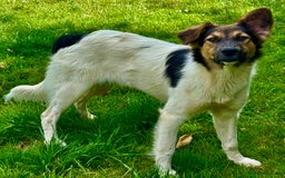 Border Collie dogs for adoption: Gwenny’s Story: One Hour From Death - Image 3
