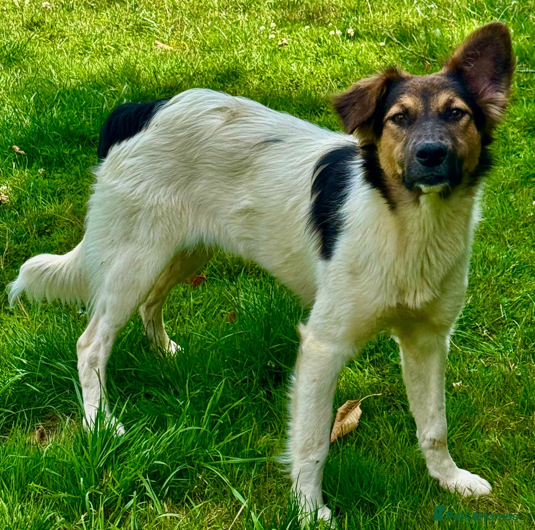 Border Collie dogs for adoption: Gwenny’s Story: One Hour From Death - Image 3