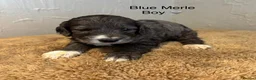 Cockapoo dogs for sale: Beautiful F1 Cockapoo Puppies - Advert 9