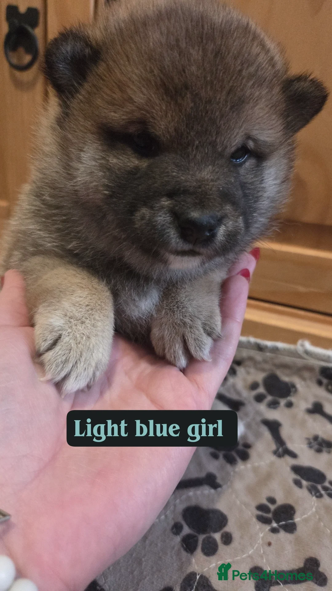 Japanese Shiba Inu dogs for sale: Shiba Inu – 5 Puppies  - Advert 13