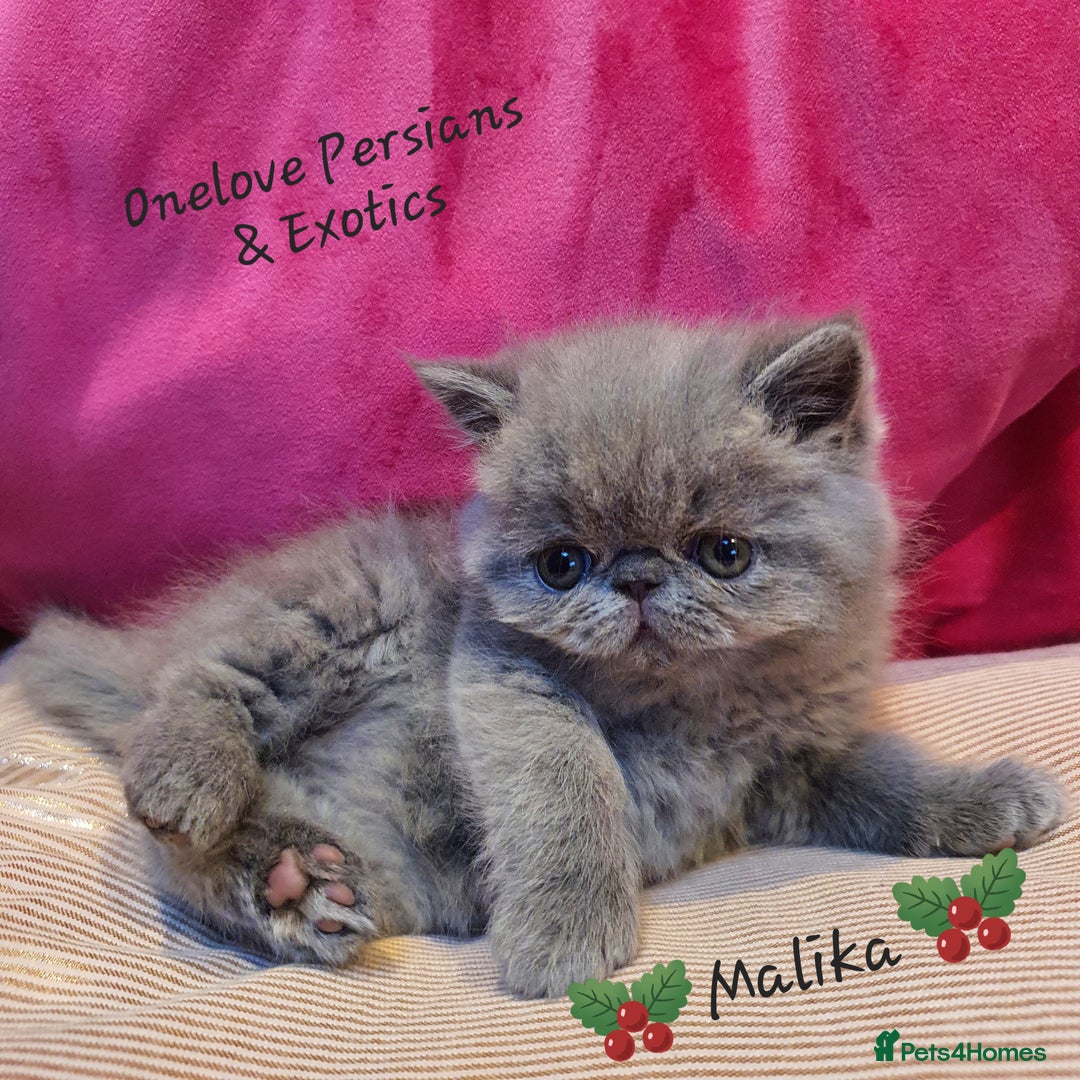 Exotic cats for sale: GCCF Gorgeous blue/cream Exotic female  - Advert 3