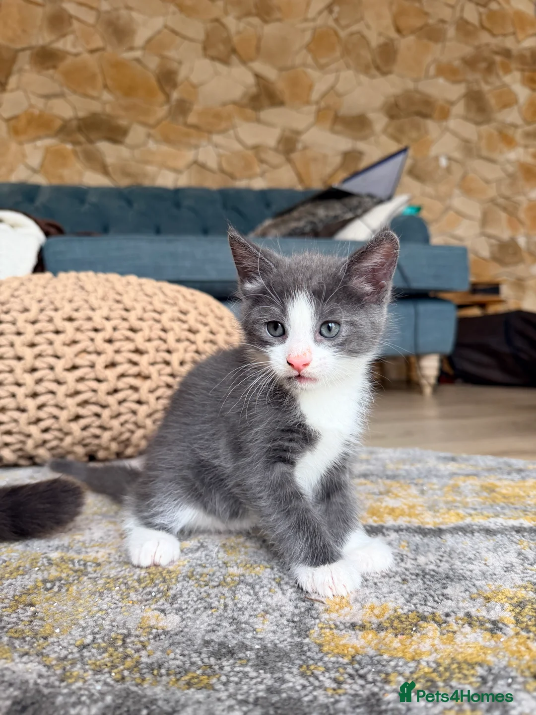 Mixed Breed cats for sale: 4 kittens for sale- all boys - Advert 9