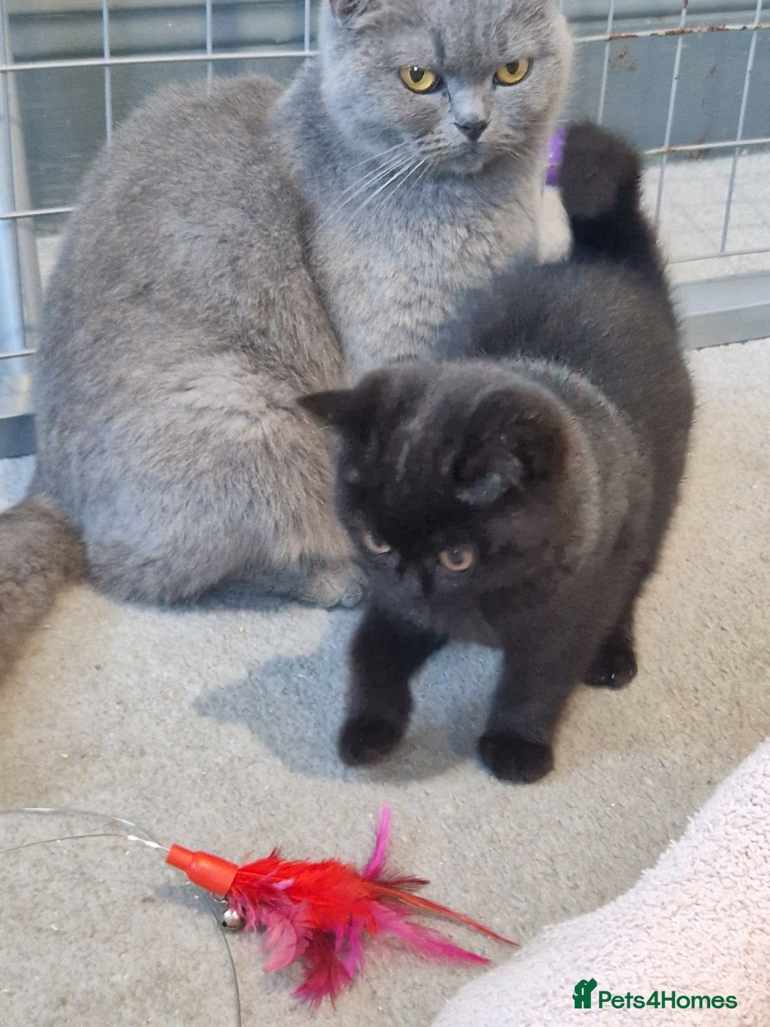 British Shorthair cats for sale: British Shorthair Kittens - Advert 5