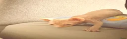 Sphynx cats for sale: 😍TWO SPHYNX VOYS😍 - Advert 4