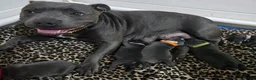 Staffordshire Bull Terrier dogs for sale: 5 Pure Blue Staffordshire Bull terrier puppies - Advert 4