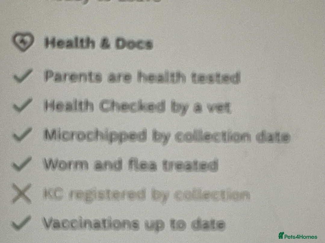 Cockapoo dogs for sale: Beautiful merle girl in Aylesbury - Advert 5