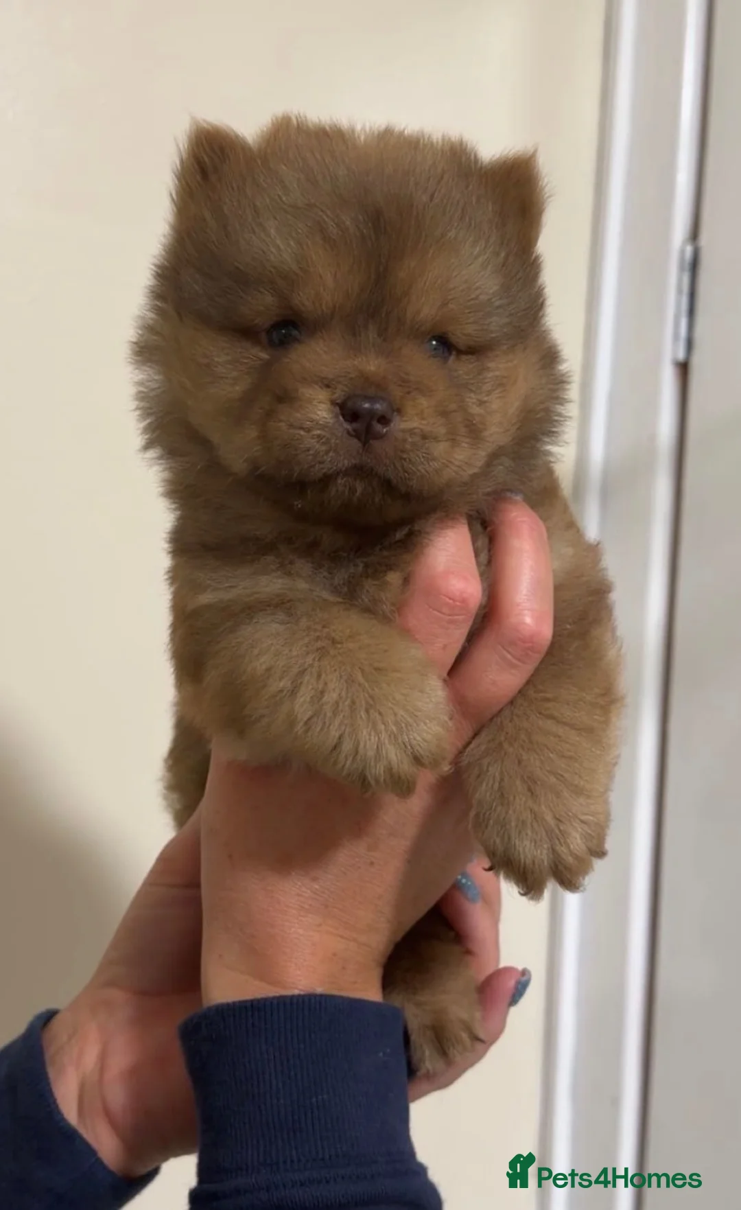 Chow Chow dogs for sale: *ReadyNow* 3 Teddy Bear Chow Chow Puppies - Advert 1